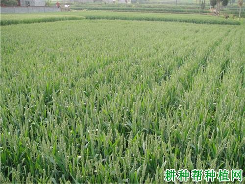 西科麦4号小麦品种好不好? 西科麦4号小麦品种好不好?