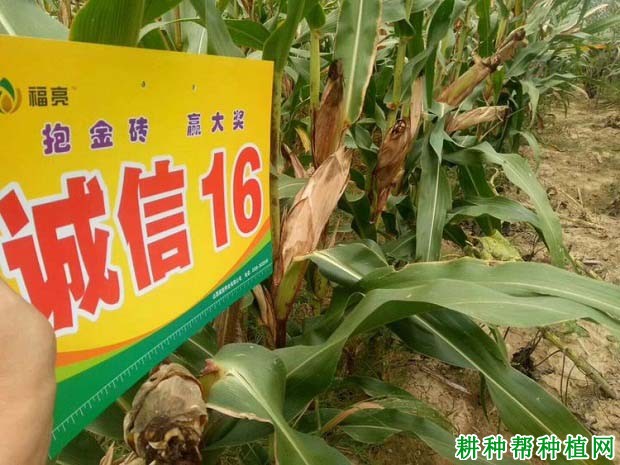 诚信16号玉米品种好不好? 诚信16号玉米品种好不好?