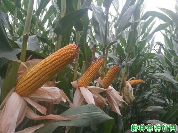 诚信16号玉米品种好不好? 诚信16号玉米品种好不好?