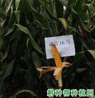 诚信16号玉米品种好不好? 诚信16号玉米品种好不好?