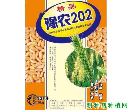 豫农202小麦品种好不好? 豫农202小麦品种好不好?