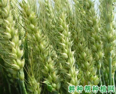 豫农202小麦品种好不好? 豫农202小麦品种好不好?