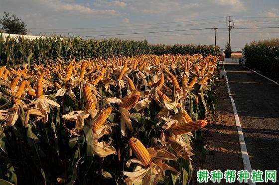 潞玉36玉米品种好不好? 潞玉36玉米品种好不好?