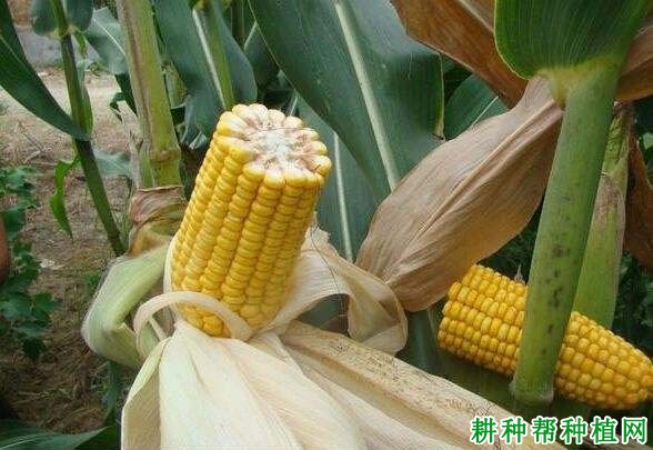 潞玉36玉米品种好不好? 潞玉36玉米品种好不好?