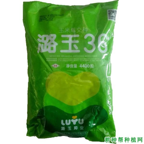 潞玉36玉米品种好不好? 潞玉36玉米品种好不好?