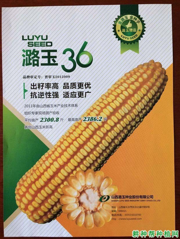 潞玉36玉米品种好不好? 潞玉36玉米品种好不好?