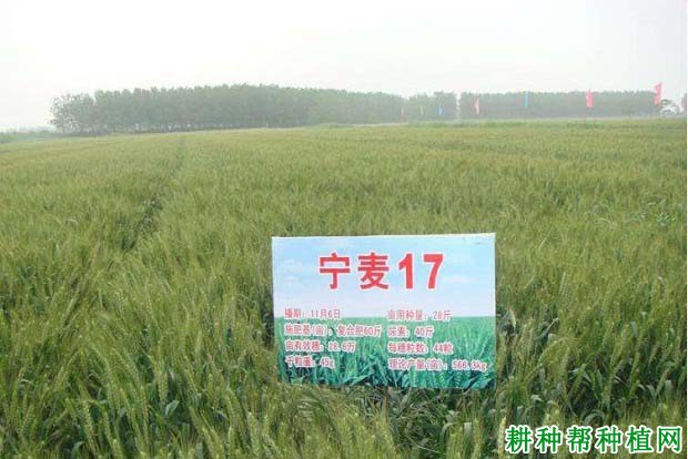 宁麦17小麦品种好不好? 宁麦17小麦品种好不好?