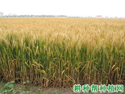 皖麦48小麦品种好不好? 皖麦48小麦品种好不好?