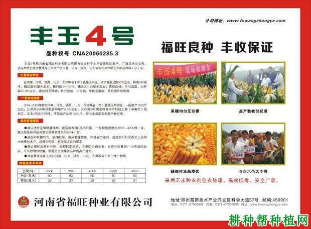 丰玉4号玉米品种好不好? 丰玉4号玉米品种好不好?