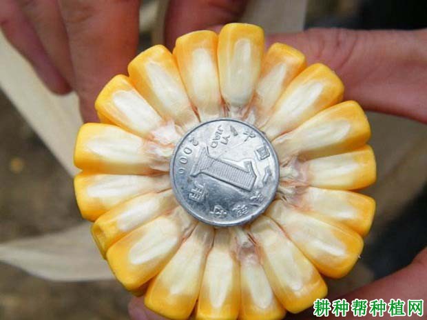 丰玉4号玉米品种好不好? 丰玉4号玉米品种好不好?
