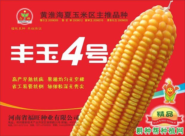 丰玉4号玉米品种好不好? 丰玉4号玉米品种好不好?