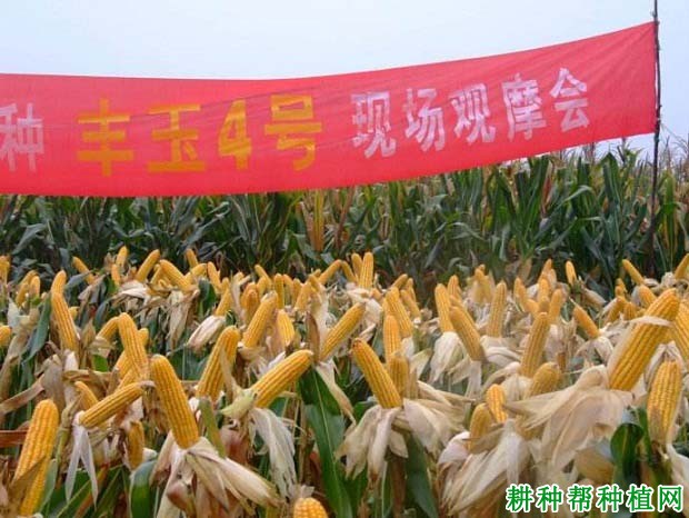丰玉4号玉米品种好不好? 丰玉4号玉米品种好不好?