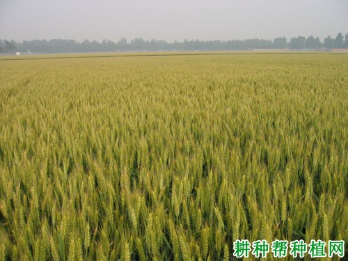 西农2208小麦品种好不好? 西农2208小麦品种好不好?