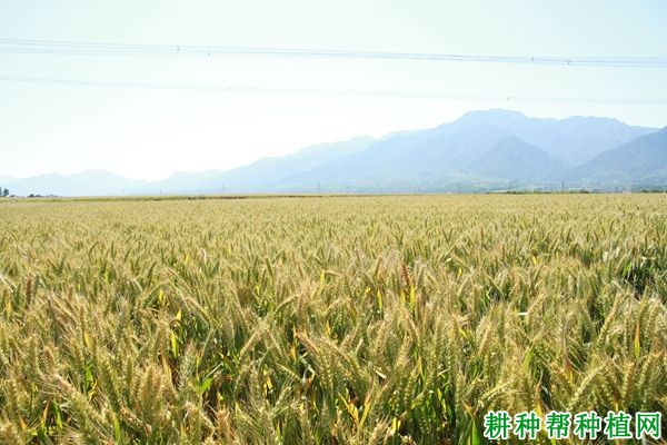 西农2208小麦品种好不好? 西农2208小麦品种好不好?