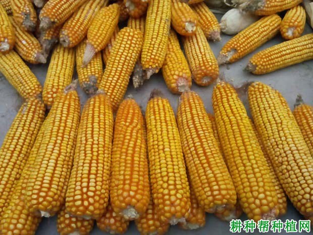 先玉738玉米品种好不好? 先玉738玉米品种好不好?