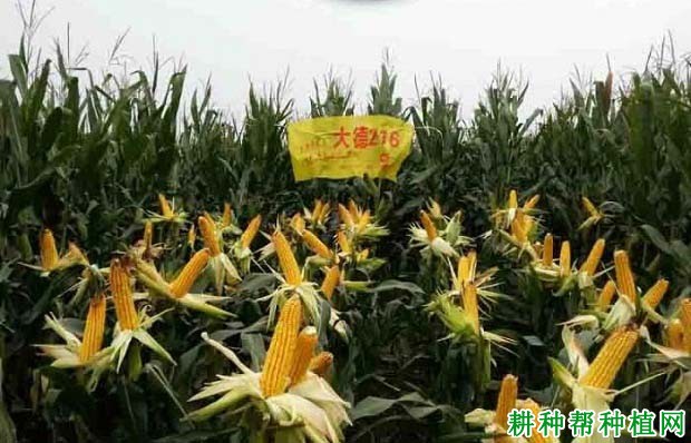 大德216玉米品种好不好? 大德216玉米品种好不好?