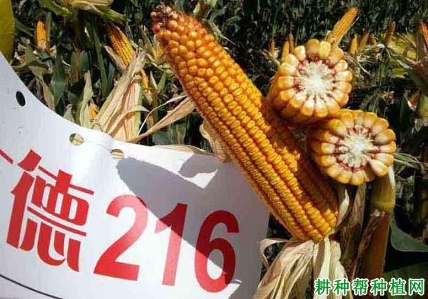 大德216玉米品种好不好? 大德216玉米品种好不好?