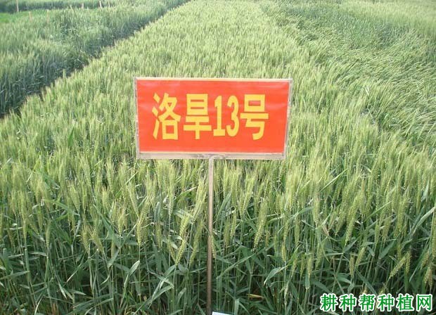 洛旱13小麦品种好不好? 洛旱13小麦品种好不好?