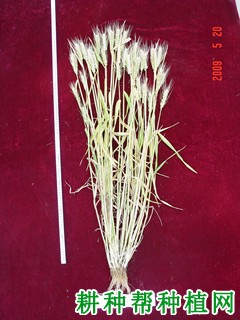 洛旱13小麦品种好不好? 洛旱13小麦品种好不好?