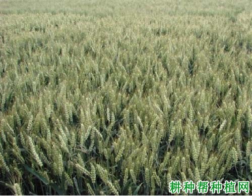 航麦247小麦品种好不好? 航麦247小麦品种好不好?
