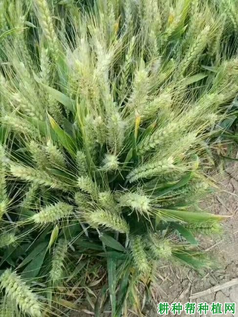 航麦247小麦品种好不好? 航麦247小麦品种好不好?