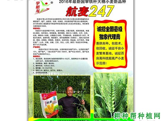 航麦247小麦品种好不好? 航麦247小麦品种好不好?