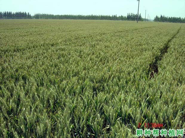 郑育麦9987小麦品种好不好? 郑育麦9987小麦品种好不好?