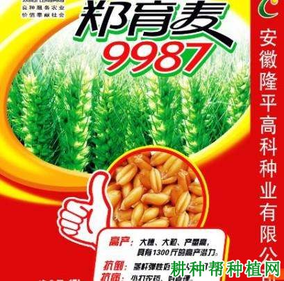 郑育麦9987小麦品种好不好? 郑育麦9987小麦品种好不好?