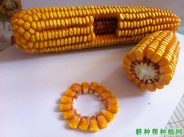 铁研919玉米品种好不好? 铁研919玉米品种好不好?