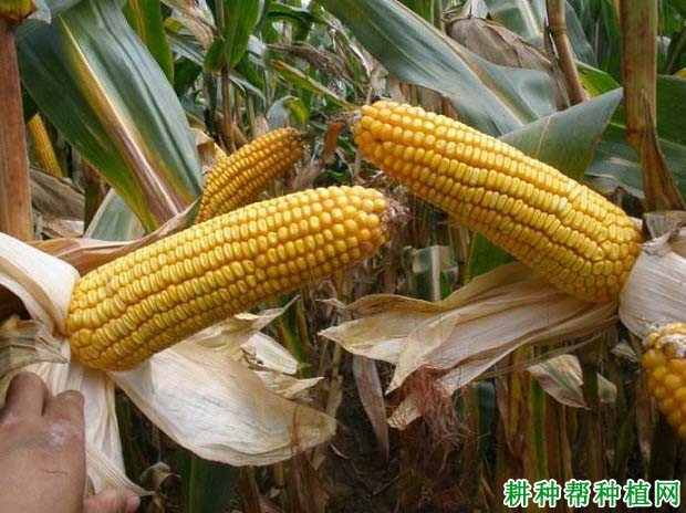铁研26号玉米品种好不好? 铁研26号玉米品种好不好?