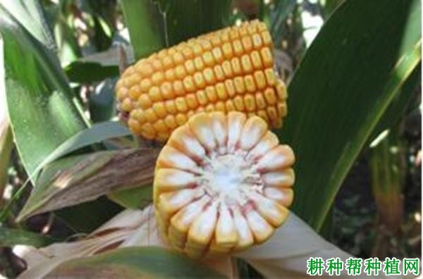 铁研919玉米品种好不好? 铁研919玉米品种好不好?