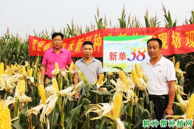 新单38玉米品种好不好? 新单38玉米品种好不好?