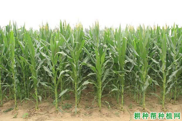 铁研26号玉米品种好不好? 铁研26号玉米品种好不好?