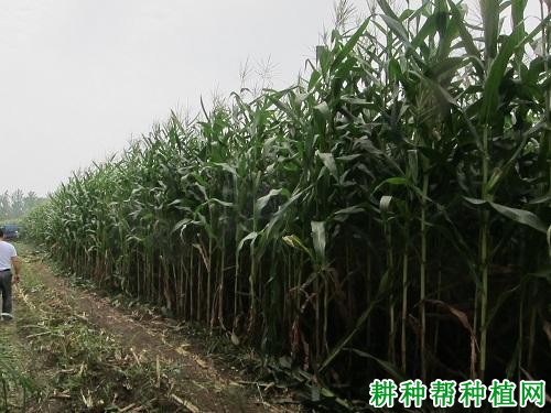 雅玉青贮27玉米品种好不好? 雅玉青贮27玉米品种好不好?
