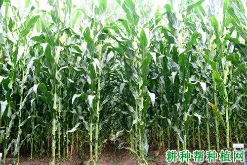 雅玉青贮27玉米品种好不好? 雅玉青贮27玉米品种好不好?