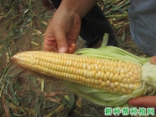 雅玉青贮27玉米品种好不好? 雅玉青贮27玉米品种好不好?