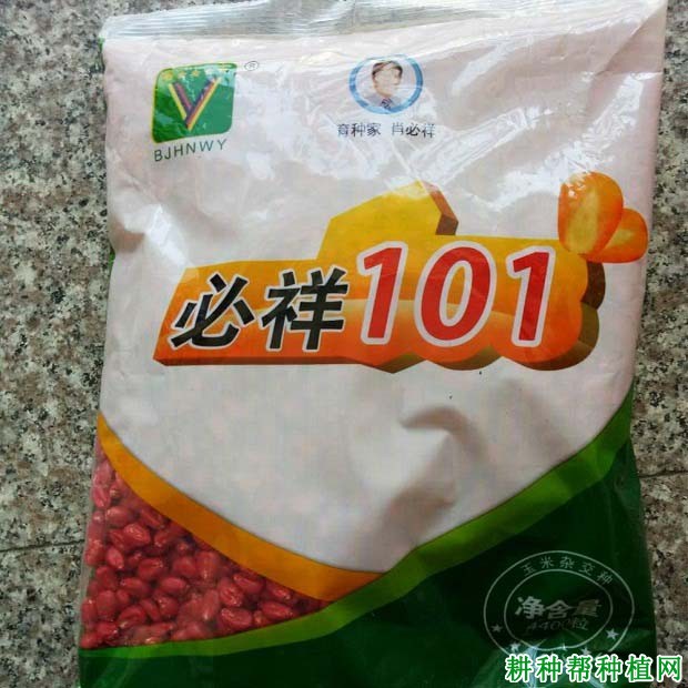 必祥101玉米品种好不好? 必祥101玉米品种好不好?