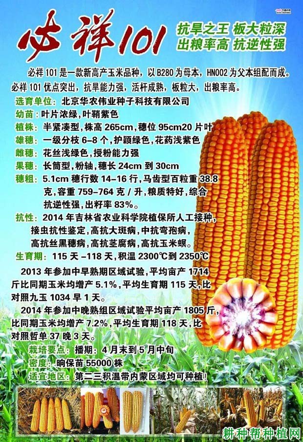 必祥101玉米品种好不好? 必祥101玉米品种好不好?