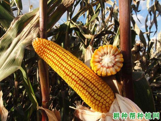 必祥101玉米品种好不好? 必祥101玉米品种好不好?