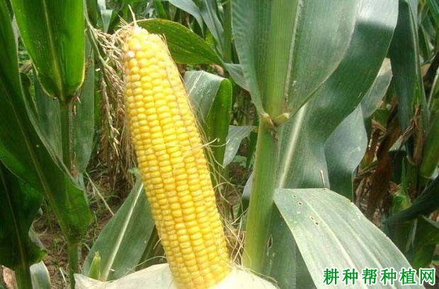 蠡玉52玉米品种好不好? 蠡玉52玉米品种好不好?