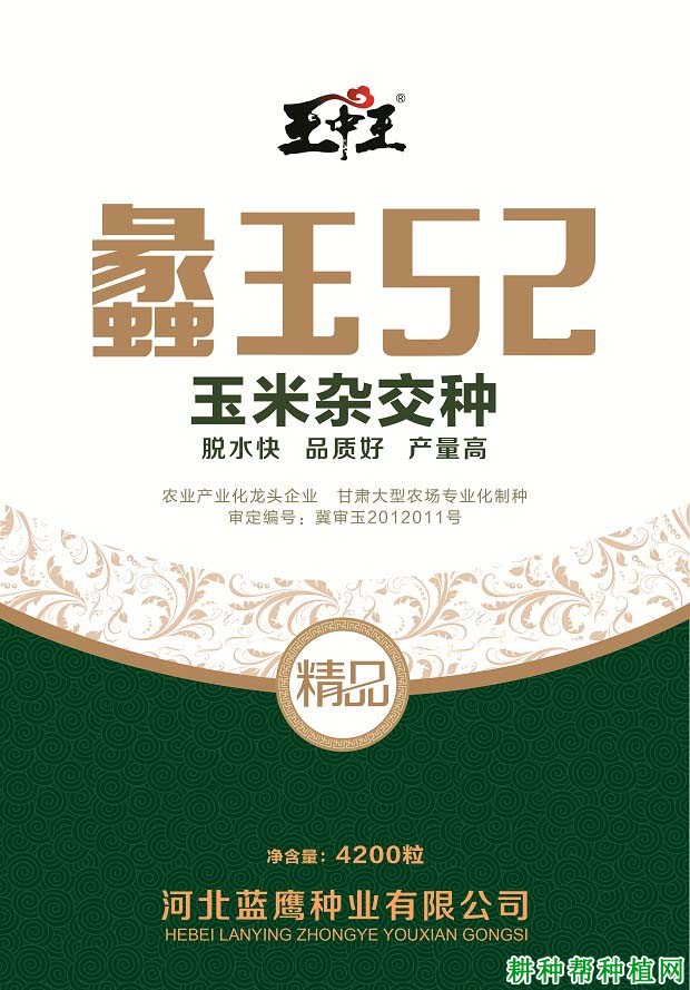 蠡玉52玉米品种好不好? 蠡玉52玉米品种好不好?