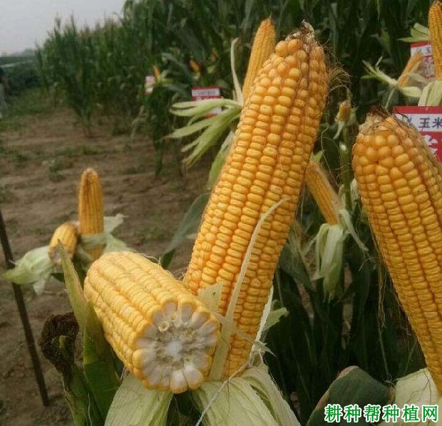 蠡玉52玉米品种好不好? 蠡玉52玉米品种好不好?