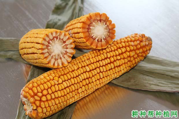 良玉208玉米品种好不好? 良玉208玉米品种好不好?