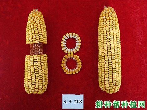 良玉208玉米品种好不好? 良玉208玉米品种好不好?