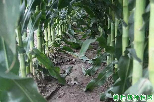 金海13号玉米品种好不好? 金海13号玉米品种好不好?
