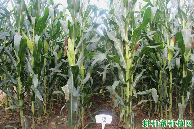 金海13号玉米品种好不好? 金海13号玉米品种好不好?