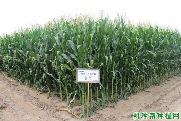 金海13号玉米品种好不好? 金海13号玉米品种好不好?