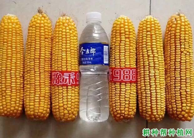 豫禾988玉米品种好不好? 豫禾988玉米品种好不好?