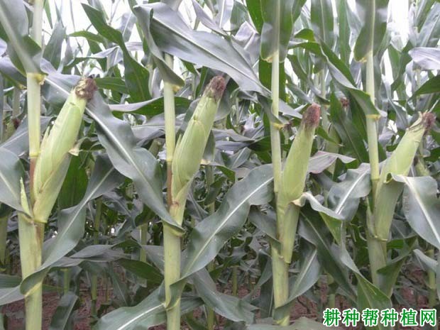 豫禾988玉米品种好不好? 豫禾988玉米品种好不好?