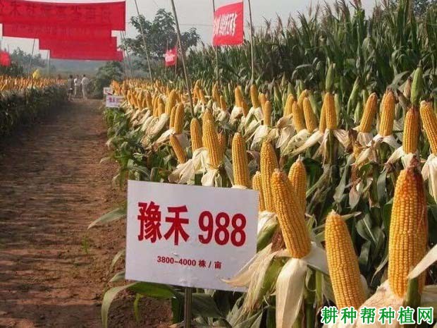豫禾988玉米品种好不好? 豫禾988玉米品种好不好?